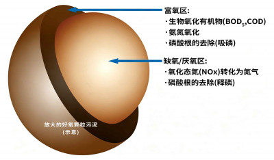 Cross-section of aerobic granular sludge
