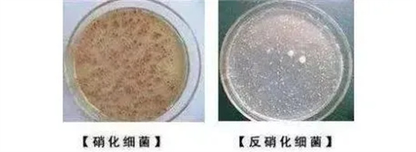 How to improve the nitrogen and phosphorus removal effect in low temperature environment?