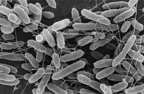How to improve the nitrogen and phosphorus removal effect in low temperature environment?